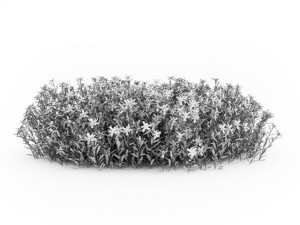 cgaxis broom 3D Model