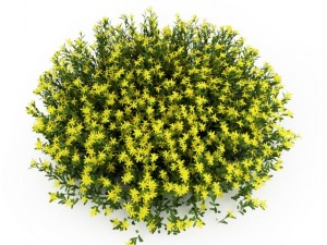 cgaxis broom 3D Model