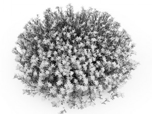 cgaxis broom 3D Model