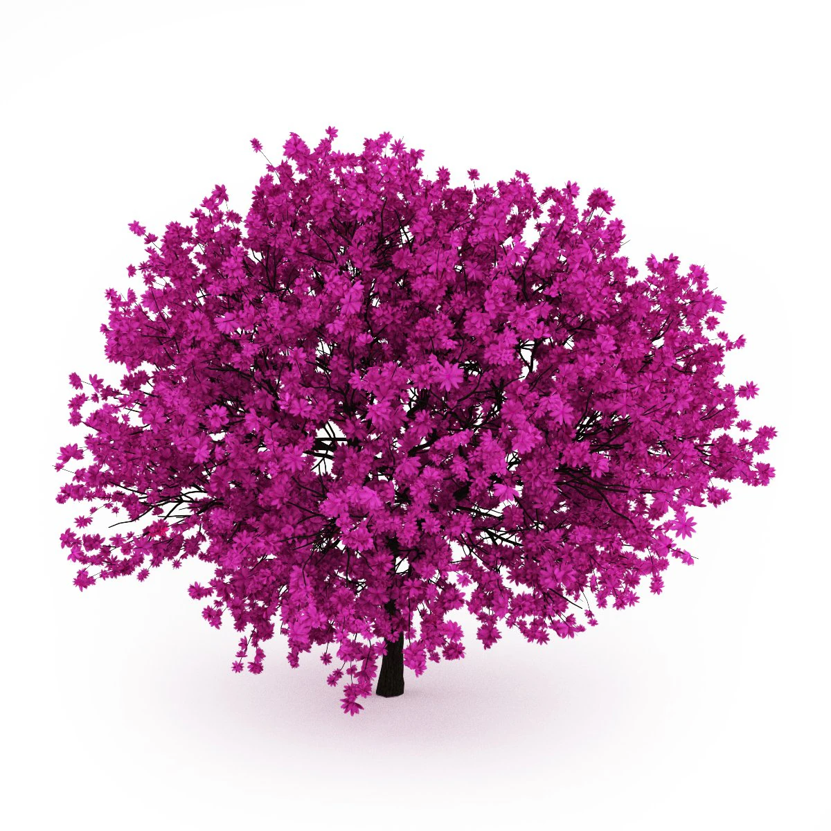 cgaxis judas tree 3D Model .c4d .max .obj .3ds .fbx .stl .blend 