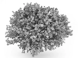 cgaxis judas tree 3D Model