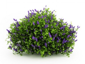 cgaxis lilac Modèle 3D