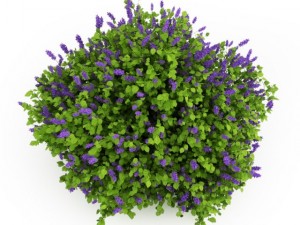 cgaxis lilac Modelo 3D