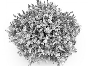 cgaxis lilac Modelo 3D