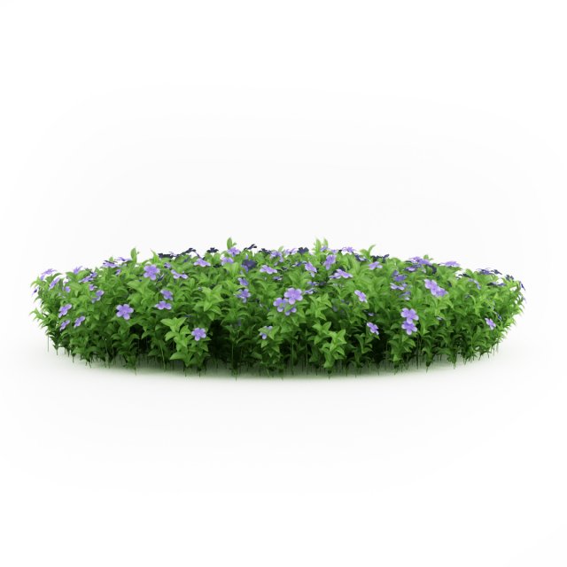 cgaxis dwarf periwinkle 3D Model .c4d .max .obj .3ds .fbx .stl .blend 