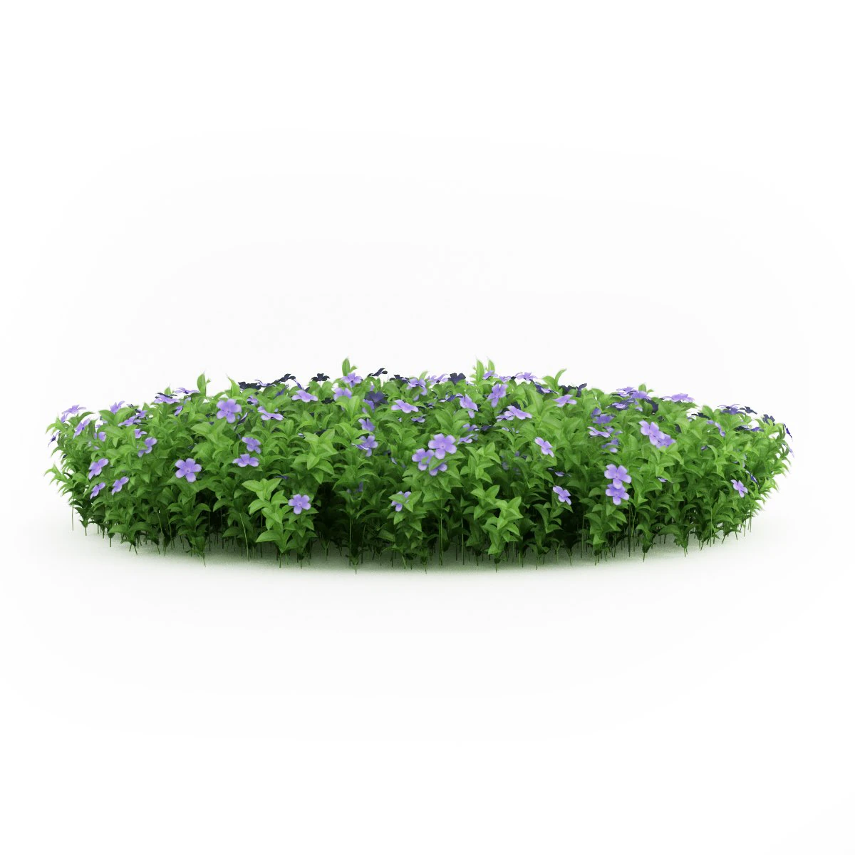 cgaxis dwarf periwinkle 3D Model .c4d .max .obj .3ds .fbx .stl .blend 