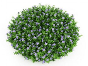 cgaxis dwarf periwinkle 3D Model