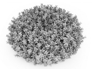 cgaxis dwarf periwinkle 3D Model