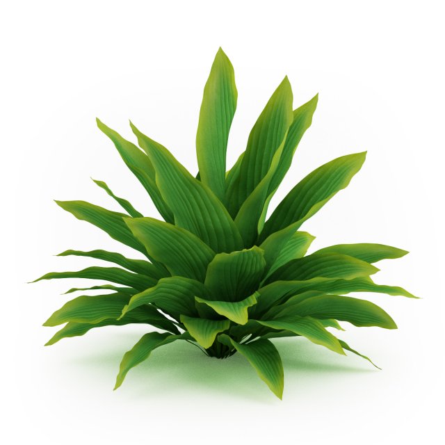 cgaxis funkia hosta 3D Model .c4d .max .obj .3ds .fbx .stl .blend 