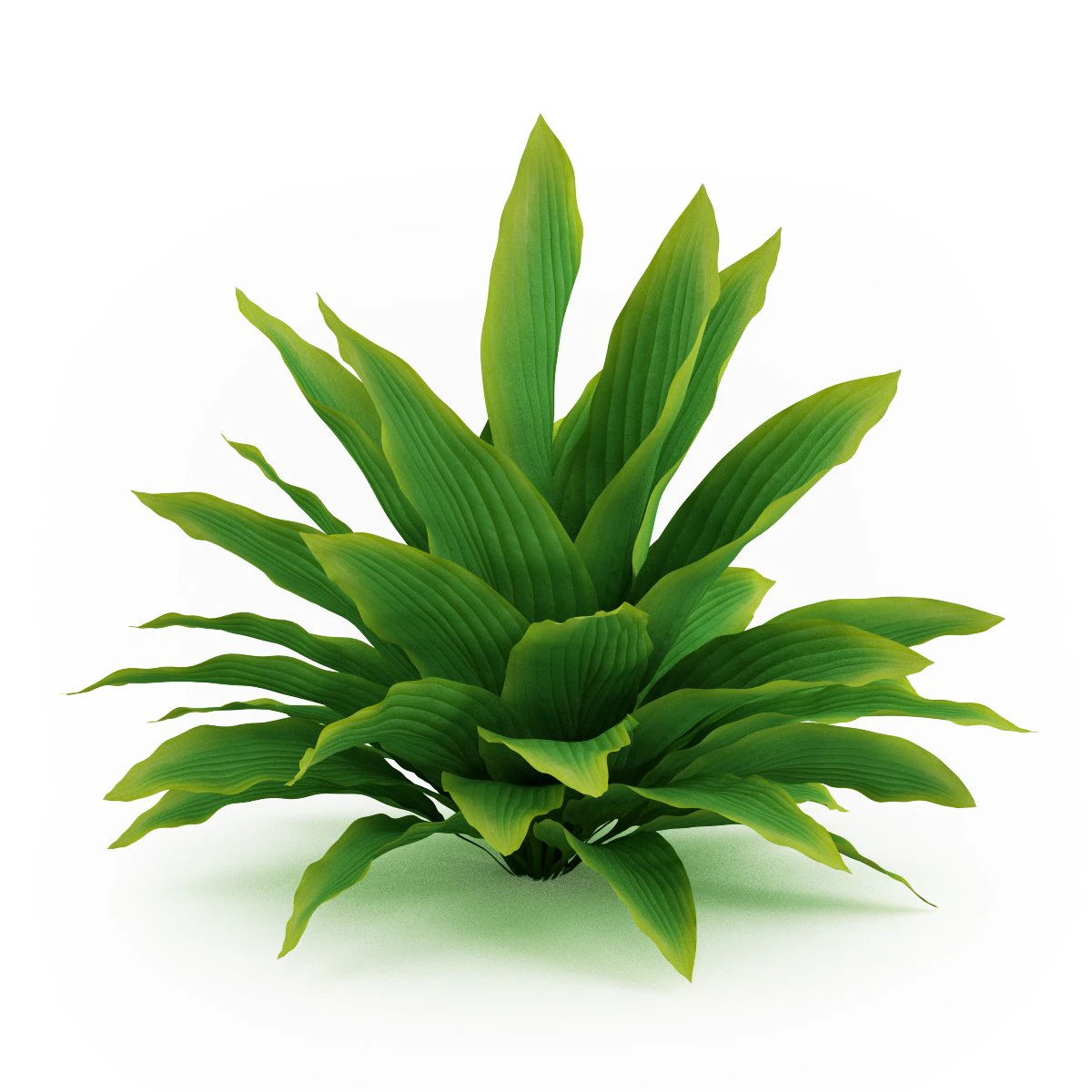 cgaxis funkia hosta 3D Model .c4d .max .obj .3ds .fbx .stl .blend 
