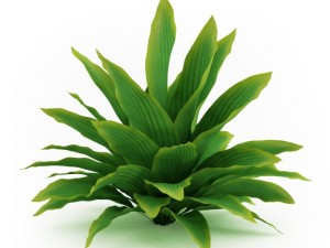 cgaxis funkia hosta Modelo 3D