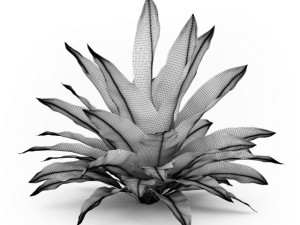 cgaxis funkia hosta 3D Model