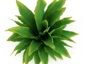 cgaxis funkia hosta 3D Model