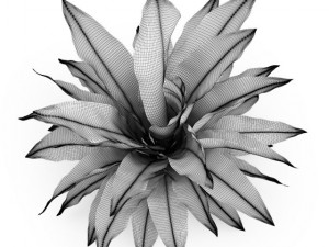 cgaxis funkia hosta 3D Model