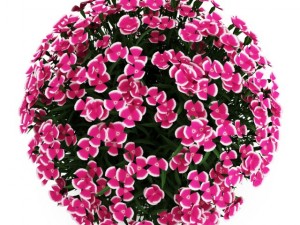 cgaxis alpine pink 3D Model