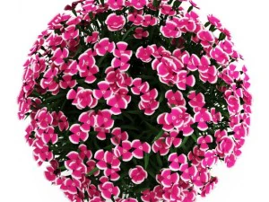cgaxis alpine pink 3D Model