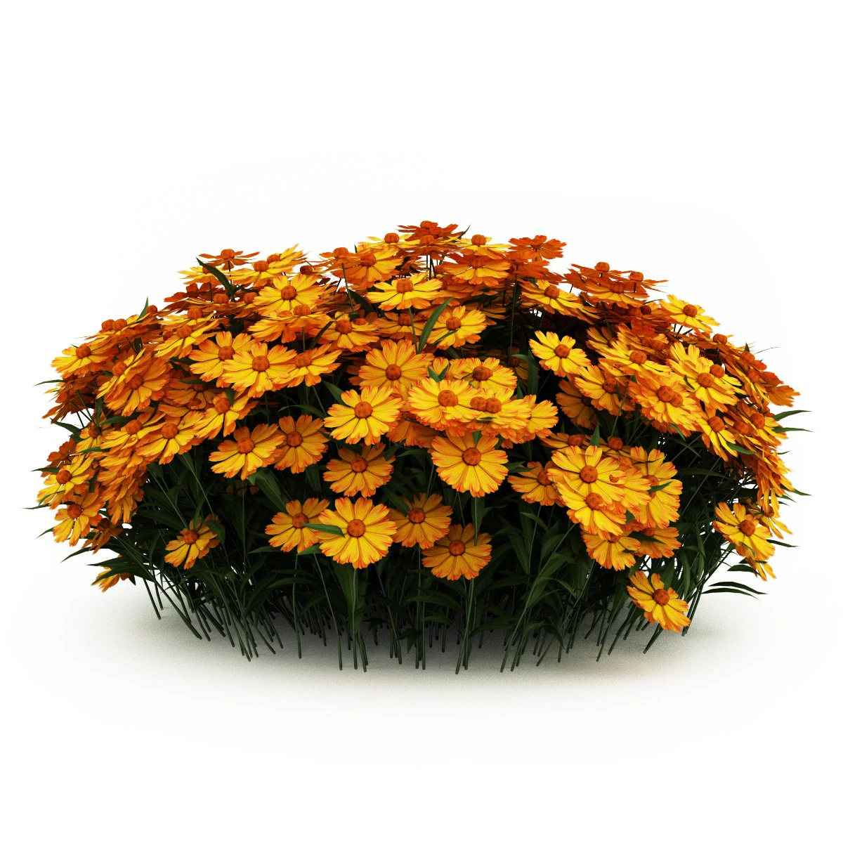 cgaxis yellow sneezeweed 3D Model .c4d .max .obj .3ds .fbx .stl .blend