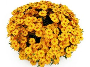 cgaxis yellow sneezeweed 3D Model