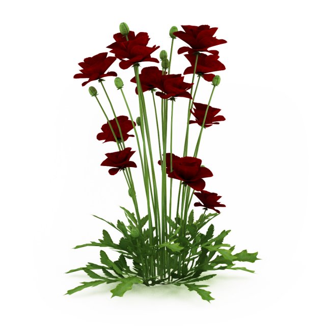 cgaxis iranian poppy 3D Модель .c4d .max .obj .3ds .fbx .stl .blend 
