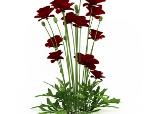 cgaxis iranian poppy 3D Model