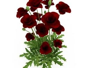 cgaxis iranian poppy 3D Model