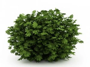 cgaxis japanische Aralia 3D Modell