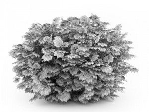cgaxis japanese aralia Modelo 3D
