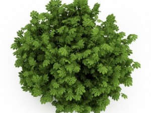 cgaxis japanese aralia Modelo 3D