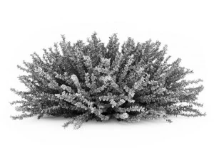 cgaxis coral beauty 3D Model