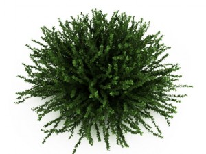 cgaxis coral beauty Modelo 3D
