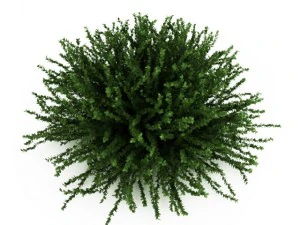 cgaxis coral beauty 3D Model
