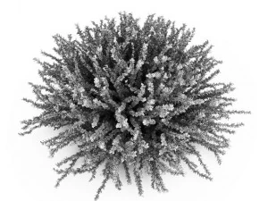 cgaxis coral beauty 3D Model