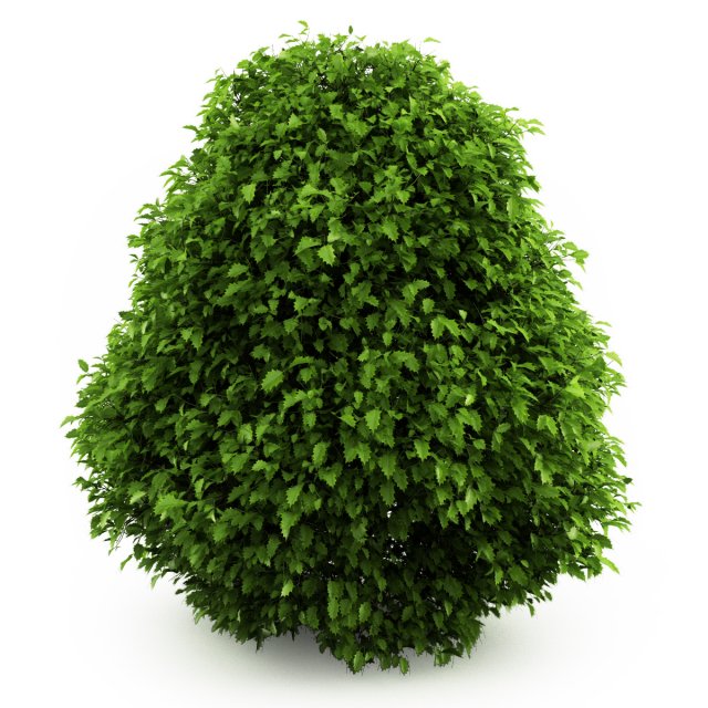 cgaxis common holly 3D मॉडल .c4d .max .obj .3ds .fbx .stl .blend 