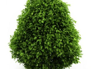 cgaxis gemeinsame Stechpalme 3D Modell