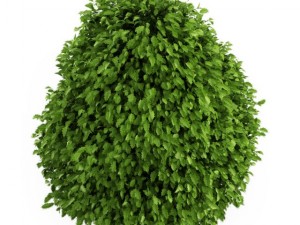 cgaxis common holly 3D मॉडल