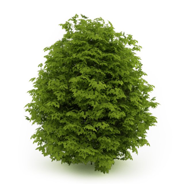 cgaxis euonymus verrucosa 3D Model .c4d .max .obj .3ds .fbx .stl .blend 