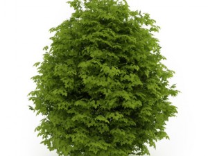 cgaxis euonymus verrucosa 3D Model