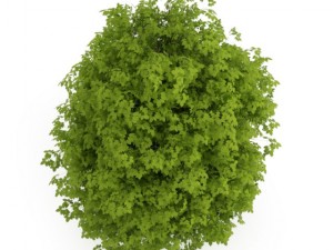cgaxis euonymus verrucosa 3D Model