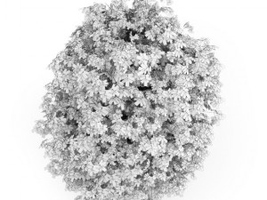 cgaxis euonymus verrucosa 3D Model