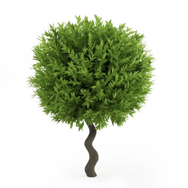 cgaxis bay laurel Modelo 3D .c4d .max .obj .3ds .fbx .stl .blend 