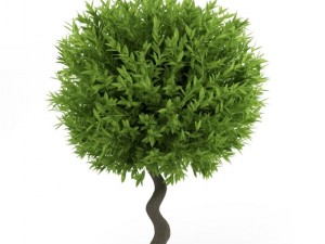 cgaxis bay laurel 3D Model