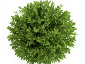 cgaxis bay laurel 3D Model