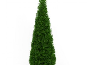 cgaxis eastern arborvitae Modelo 3D