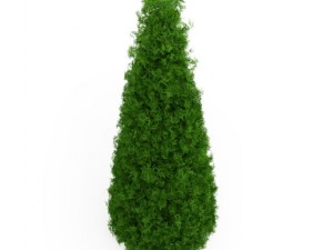 cgaxis eastern arborvitae 3D Model