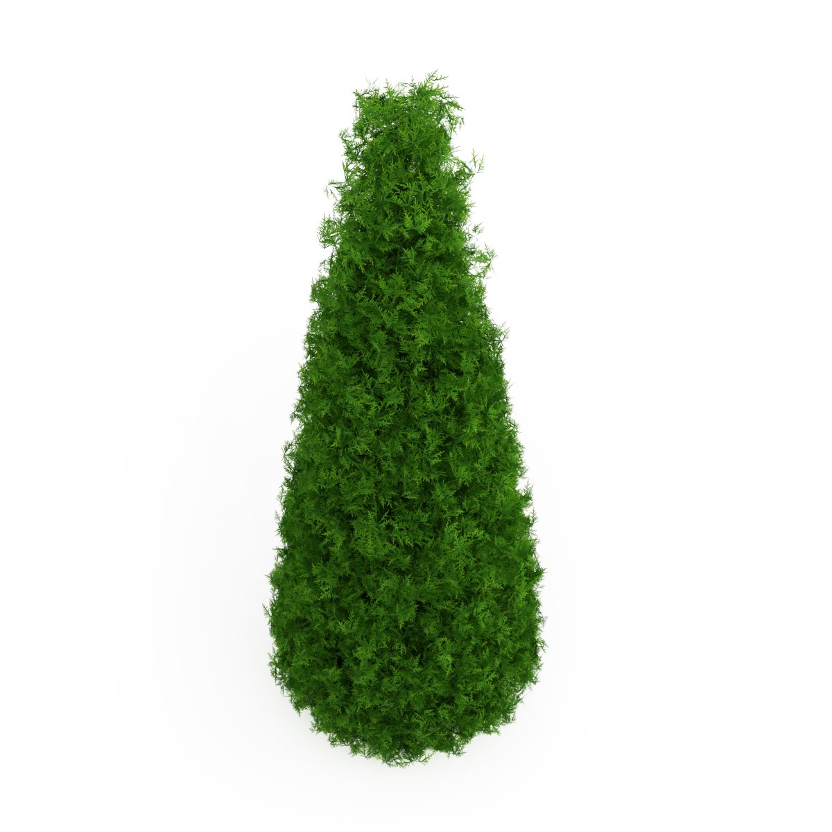 Туя Png