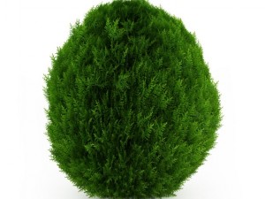 cgaxis eastern arborvitae 2 Modelo 3D