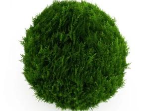 cgaxis eastern arborvitae 2 3D Model