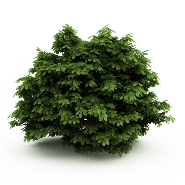cgaxis bottlebrush buckeye 3D Model .c4d .max .obj .3ds .fbx .stl .blend 