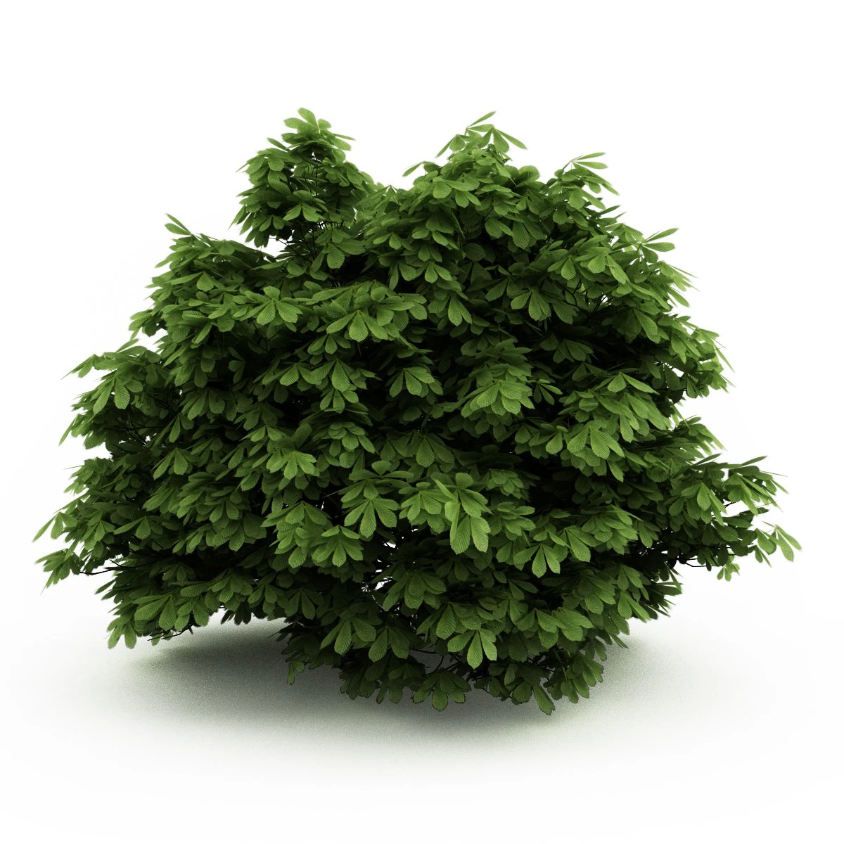 cgaxis bottlebrush buckeye 3D Model .c4d .max .obj .3ds .fbx .stl .blend