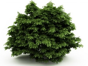 cgaxis bottlebrush buckeye 3D Model